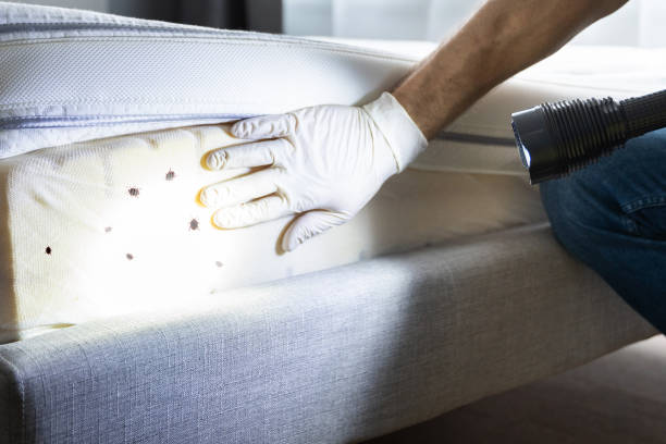 Best Wasp Removal Services  in Mford, IL
