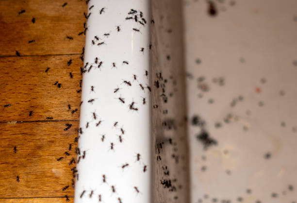 Best Bed Bug Extermination  in Mford, IL
