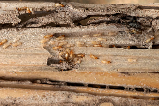 Best Mosquito Control Services  in Mford, IL