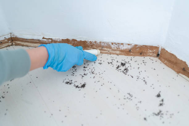 Best Mosquito Control Services  in Mford, IL